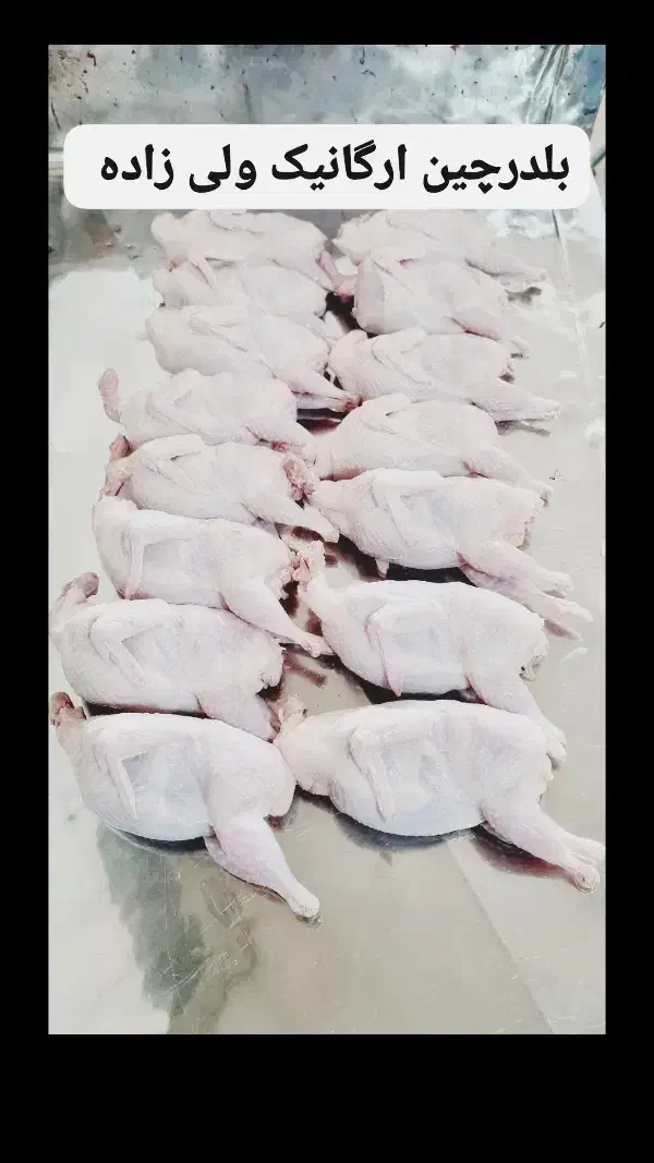 بلدرچین ارگانیک|عمده‌فروشی|بابل, |دیوار