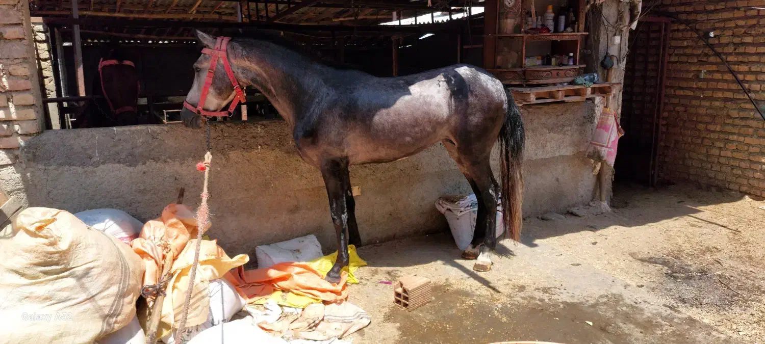 دو عدد اسب کاری|اسب و تجهیزات اسب‌سواری|کردکوی, |دیوار