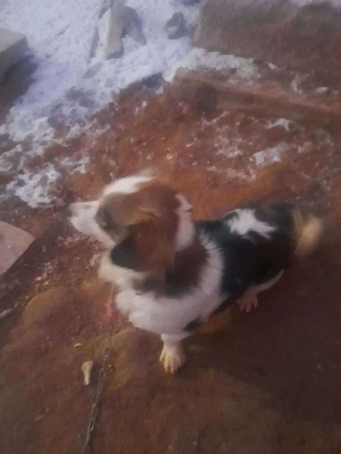 سگ پا کوتاه|سگ|اراک, |دیوار