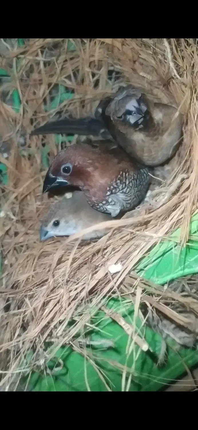 فنچ|پرنده|زاهدان, |دیوار