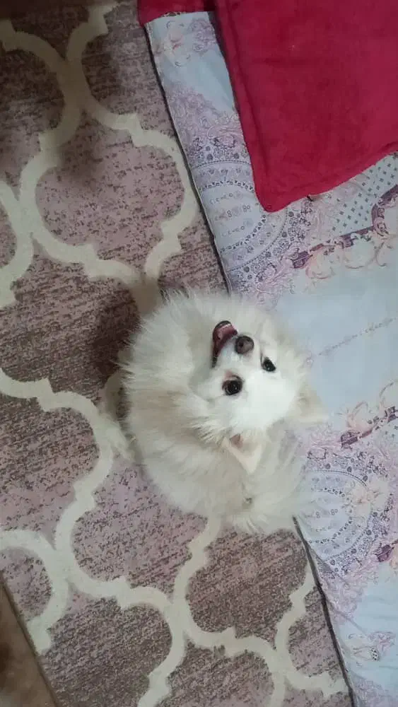 واگذاری سگ پامراشپیتز باامضای تعهدنامه نگهداری خوب|سگ|کرج, المهدی|دیوار