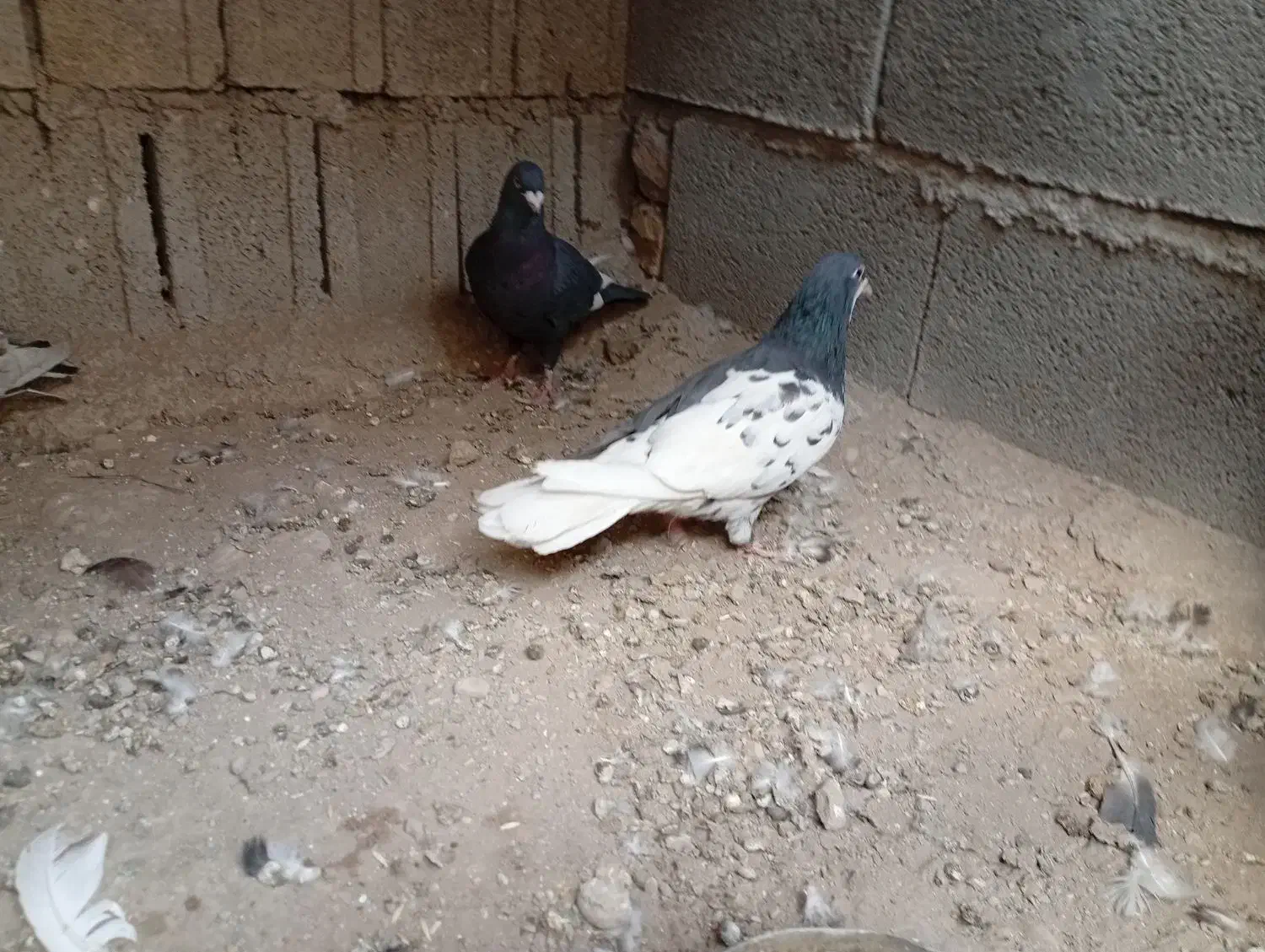 کبوتر چب|پرنده|جره و بالاده, |دیوار