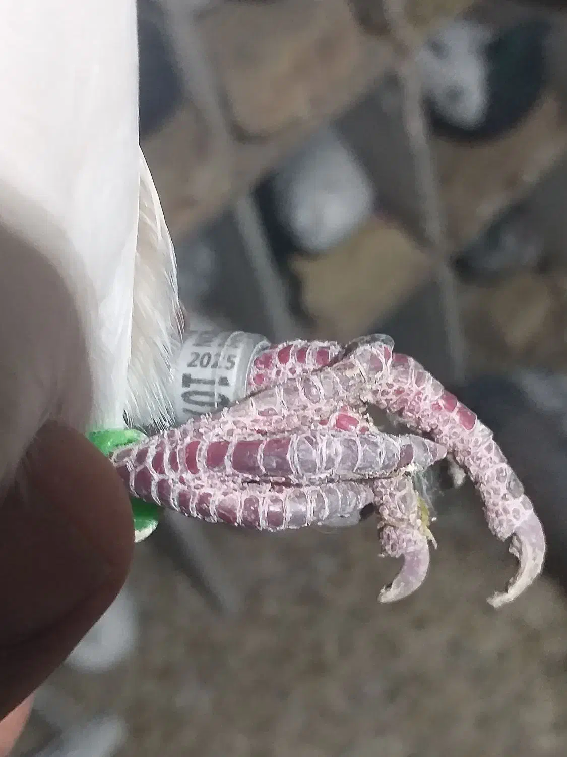 المانی ماده|پرنده|تاکستان, |دیوار