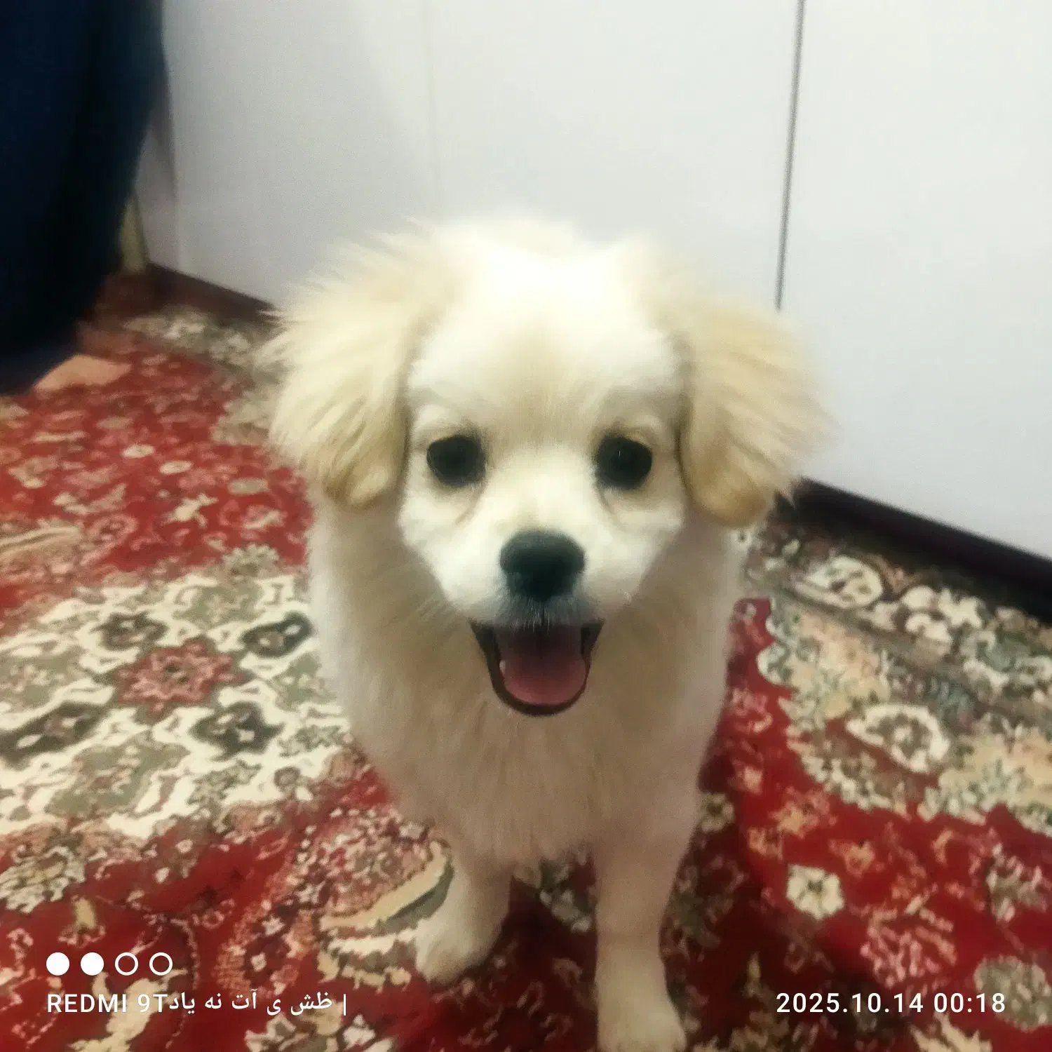 شیتزو پامر|سگ|تبریز, |دیوار