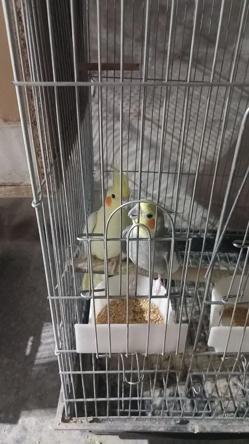 عروس هلندی|پرنده|شاهینشهر, فیض|دیوار