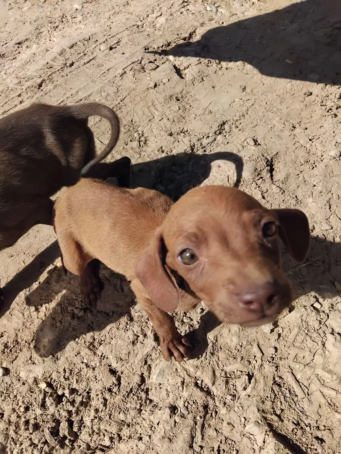 تول سگ المان بسیار باهوش|سگ|گلی داغ, |دیوار