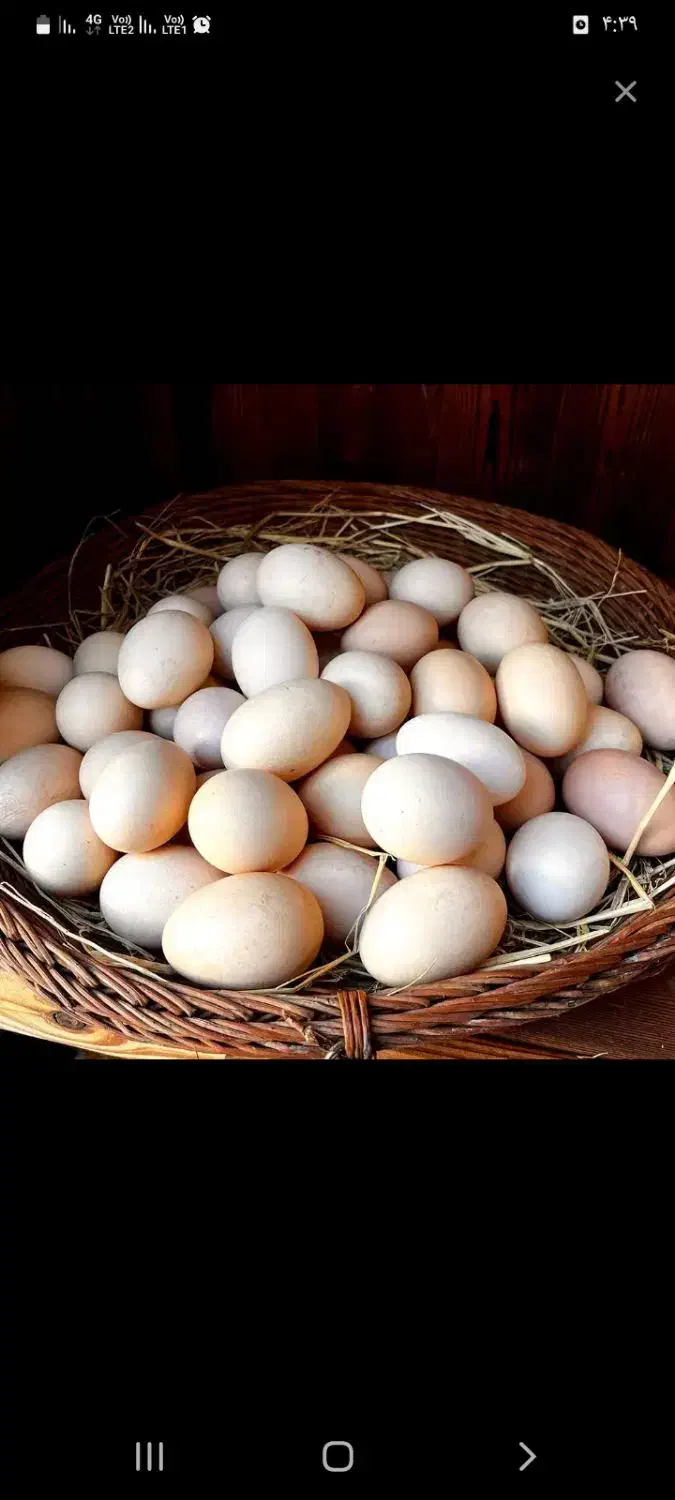 تخم‌مرغ‌محلی|خوردنی و آشامیدنی|بجنورد, |دیوار