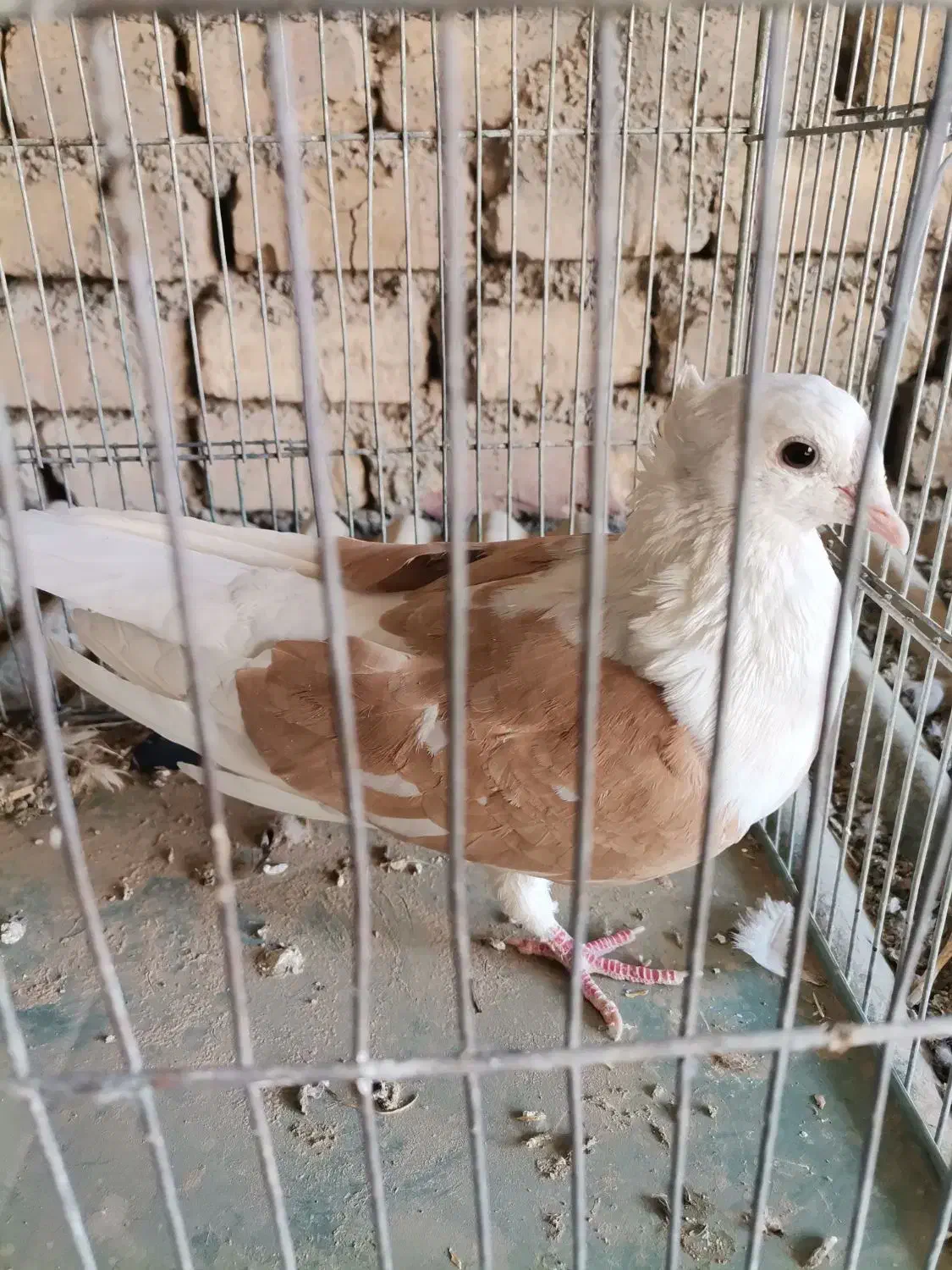 خوش رنگ زاغ دوکت طوقی|پرنده|مبارکه, |دیوار