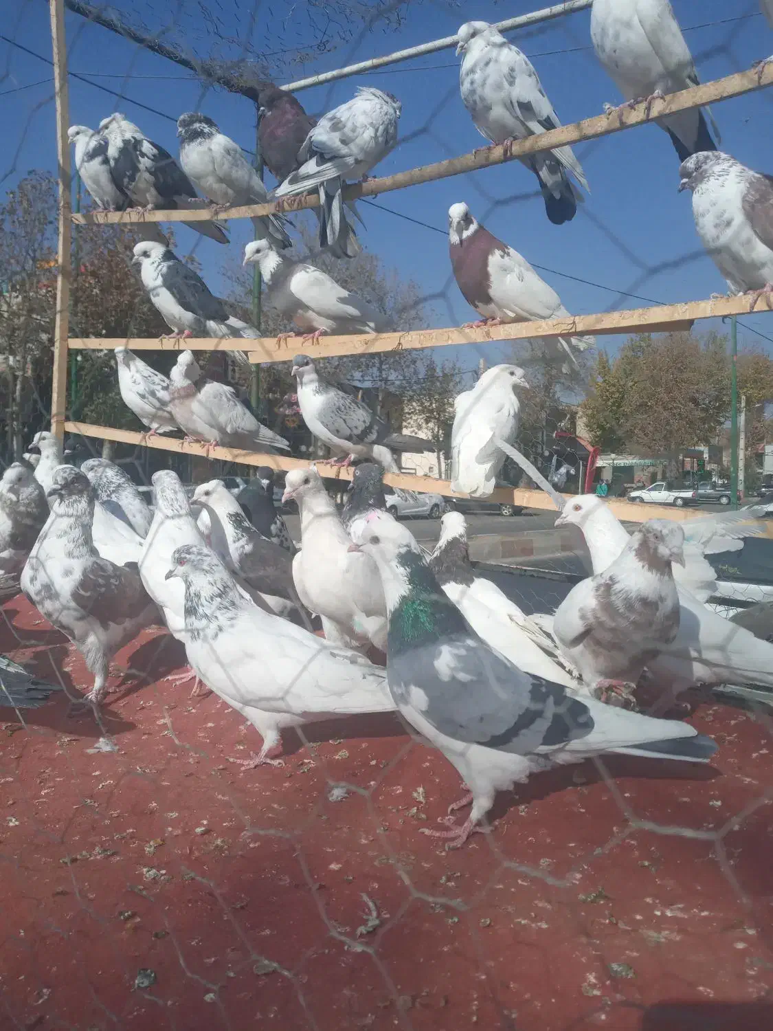 کبوتر فروشی در کردان|پرنده|کوهسار (البرز), |دیوار