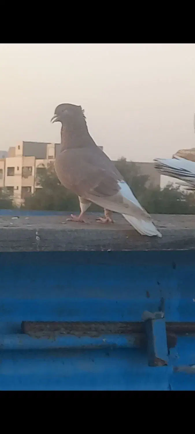 قهوه ای دمسفید|پرنده|اهواز, پردیس|دیوار