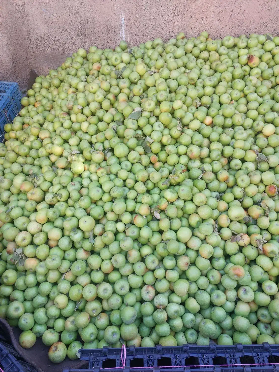 فروش فله ای سیب سبز|خوردنی و آشامیدنی|شبستر, |دیوار