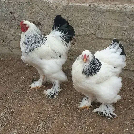 تخم مرغ امپراطور دیلگونی سلطان|حیوانات مزرعه|دهدشت, |دیوار