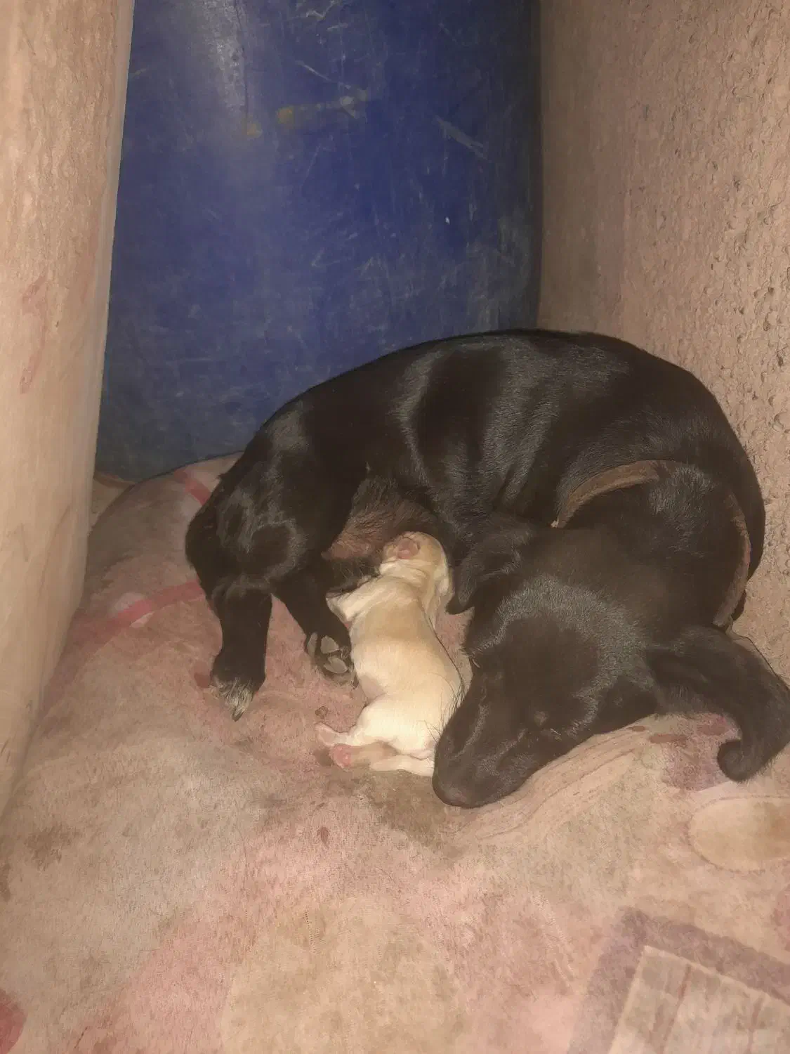 فروش سگ پاکوتاه ماده|سگ|بم, |دیوار