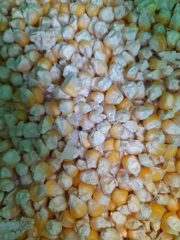 ذرت بومی|خوردنی و آشامیدنی|اصفهان, ارغوانیه|دیوار