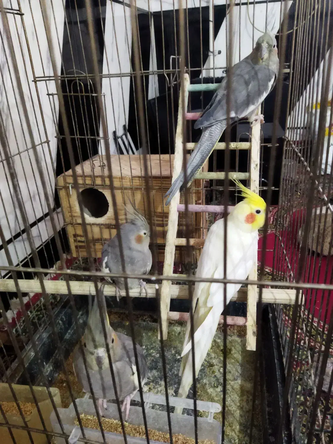 عروس هلندی|پرنده|اندیمشک, |دیوار