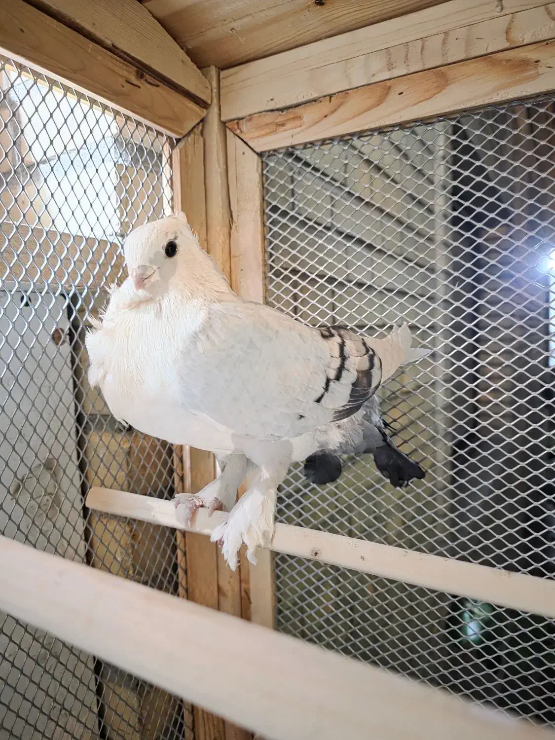 کبوتر بلژیکی اصیل|پرنده|کرج, کوی امامیه|دیوار