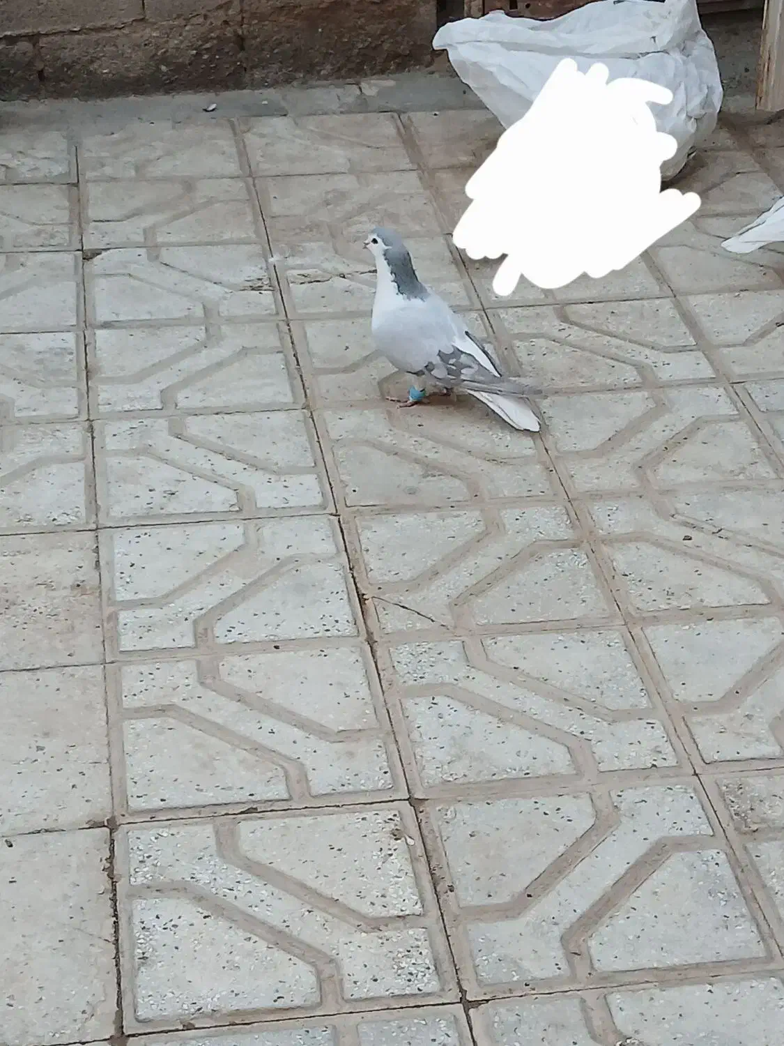 مایل به معاوضه نیستم|پرنده|بردسکن, |دیوار