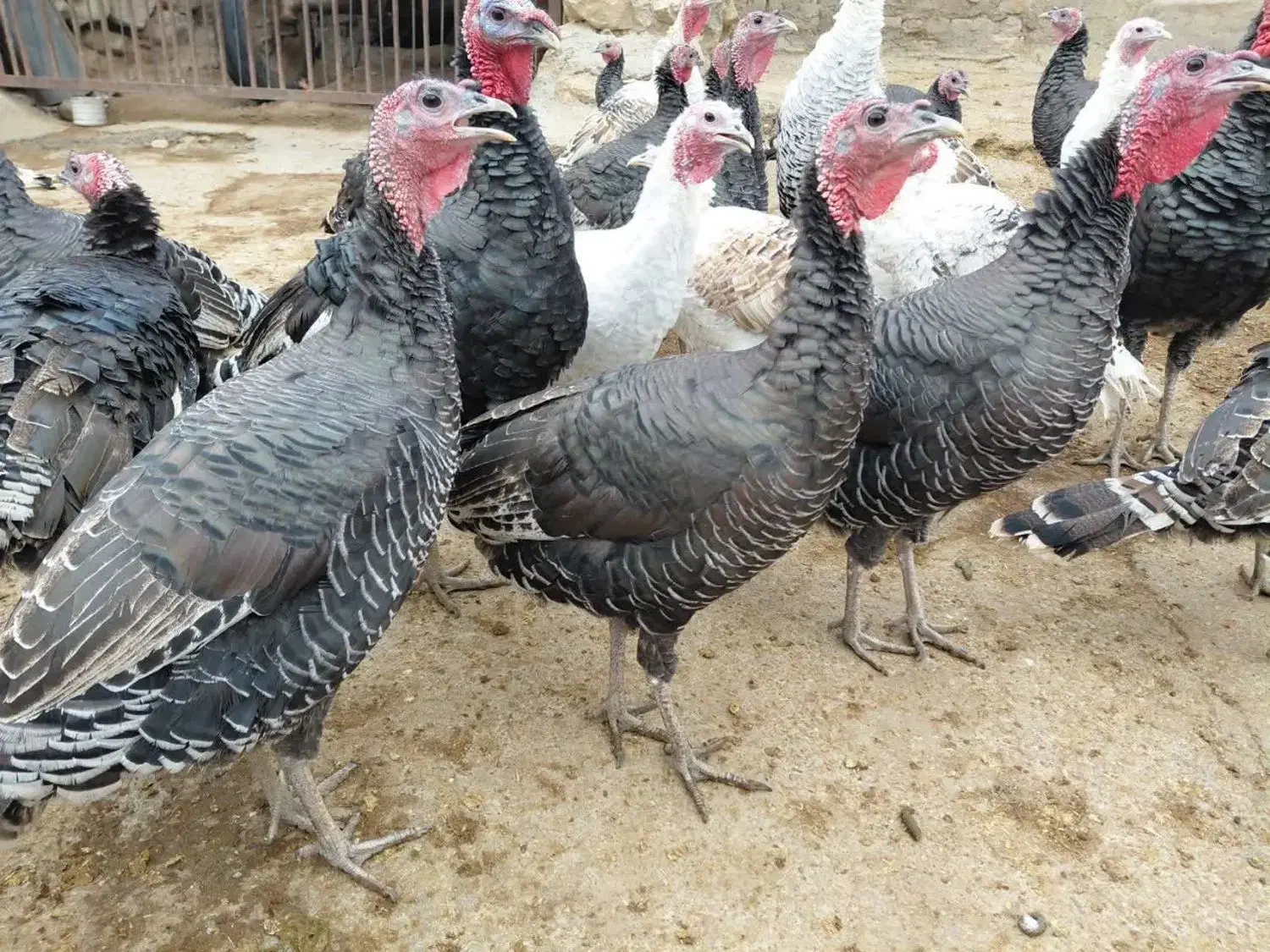 بوقلمون|حیوانات مزرعه|صحنه, |دیوار