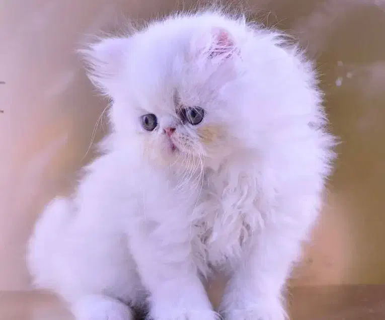 بچه گربه پرشین سفید|گربه|تهران, اختیاریه|دیوار