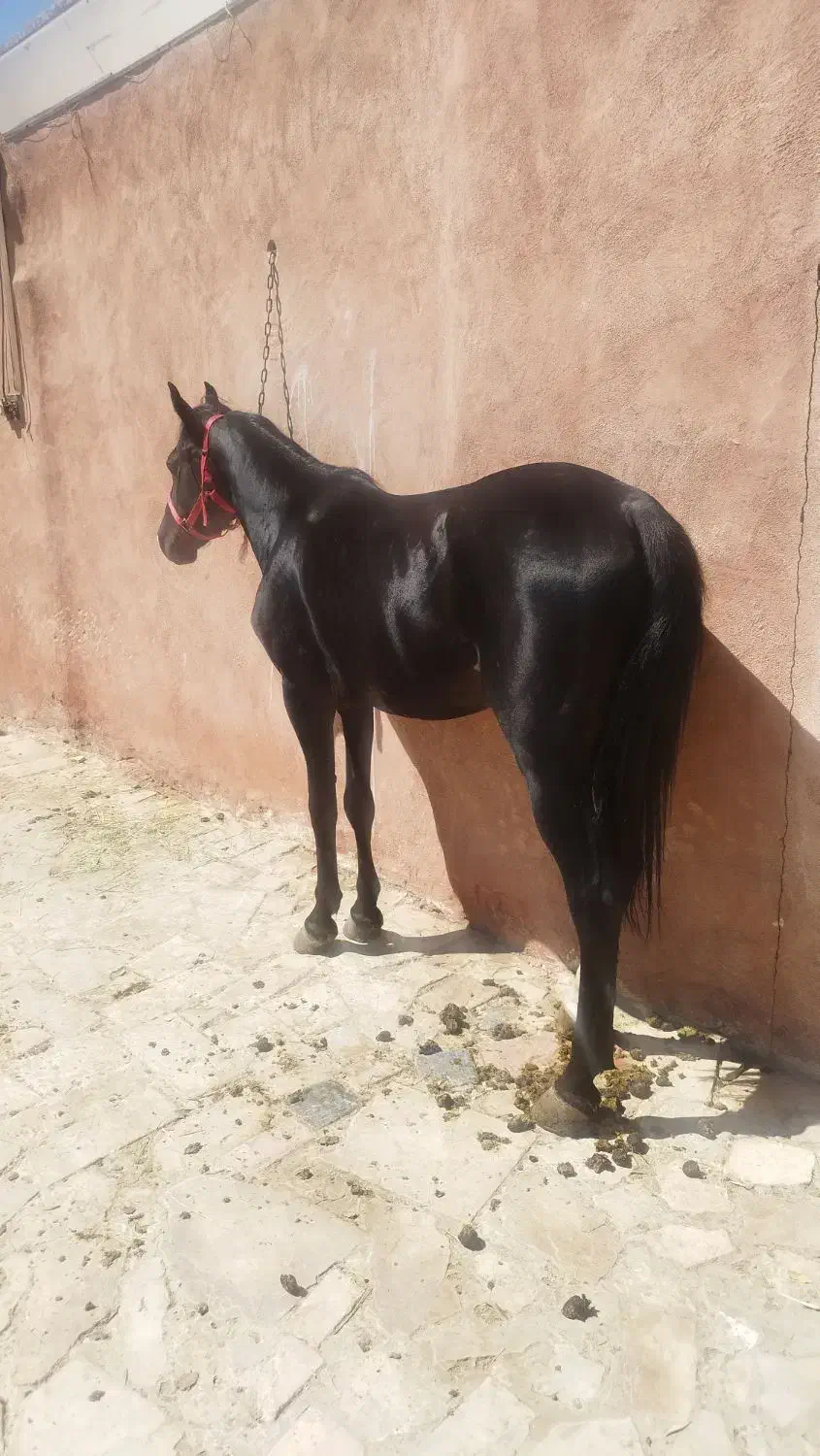 اسب نریون|اسب و تجهیزات اسبسواری|نجفآباد, ویلاشهر|دیوار