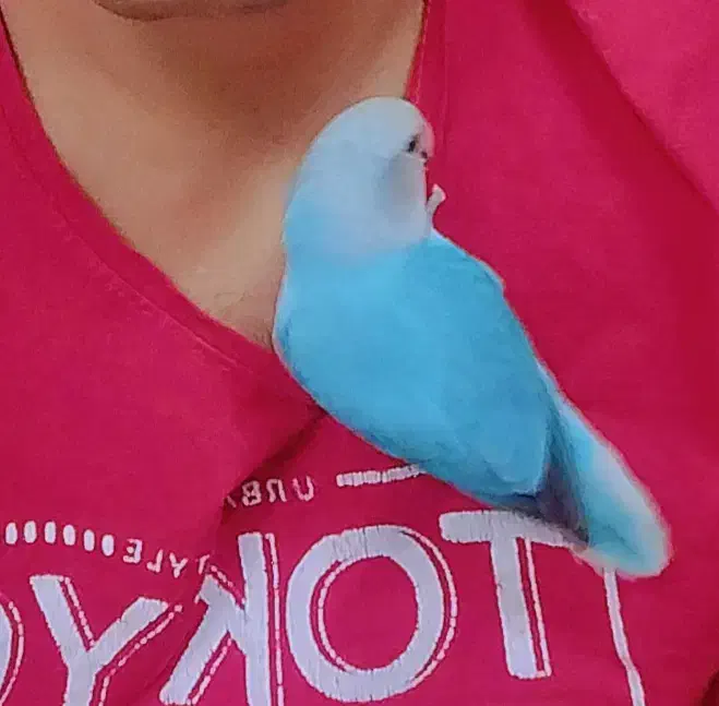 کوتوله برزیلی دستی|پرنده|کهک, |دیوار