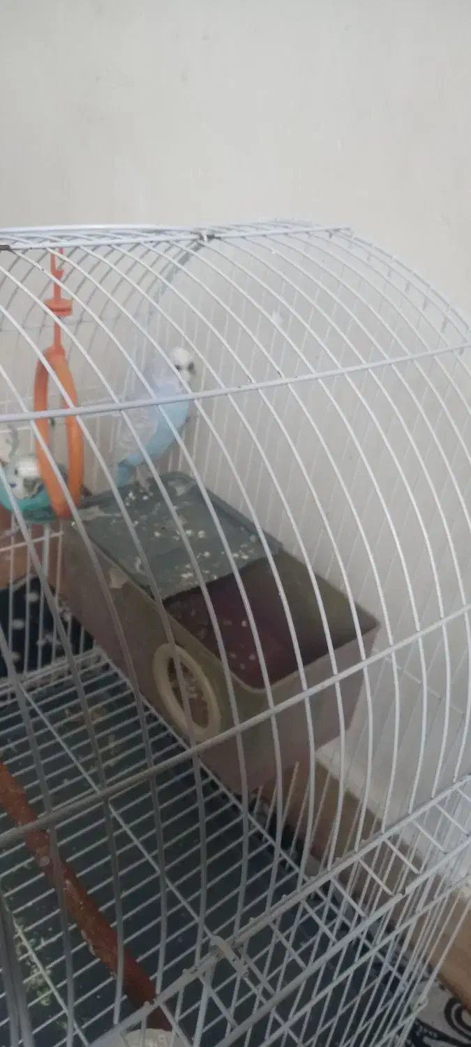 مرغ عشق|پرنده|ماکو, |دیوار