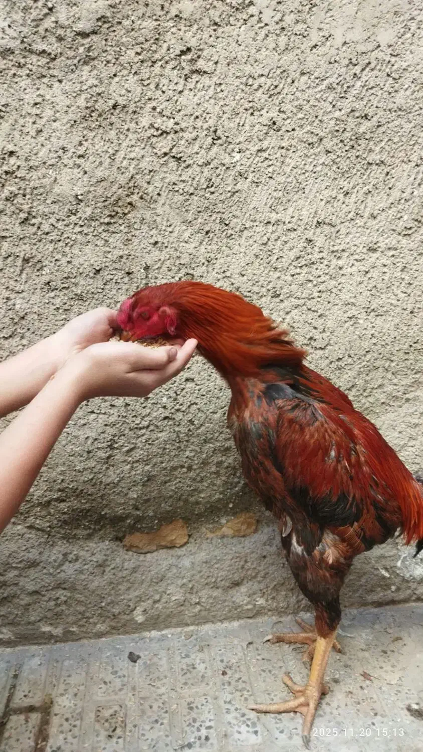 خروسلاری|حیوانات مزرعه|آبیک, |دیوار