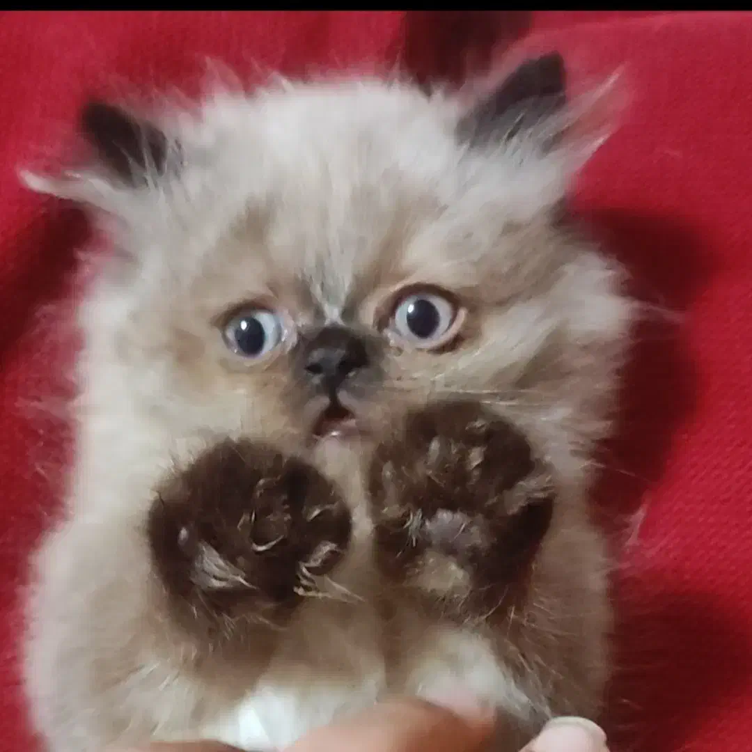 فروش گربه اصیل هیمالین|گربه|بندر انزلی, پرستار|دیوار