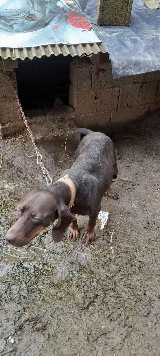 سک شکاری|سگ|آستانه اشرفیه, |دیوار