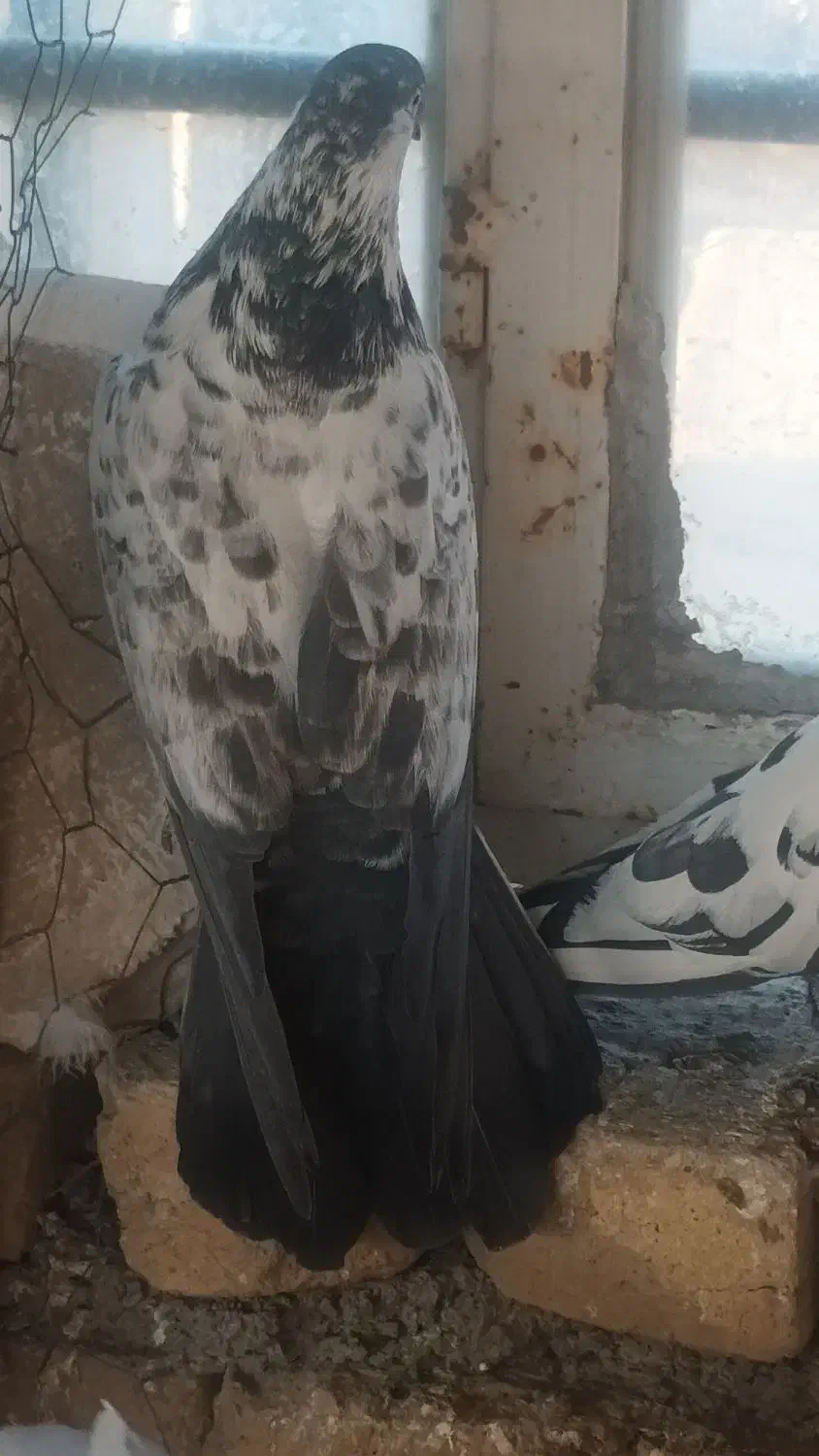 ماده|پرنده|معصومیه, |دیوار