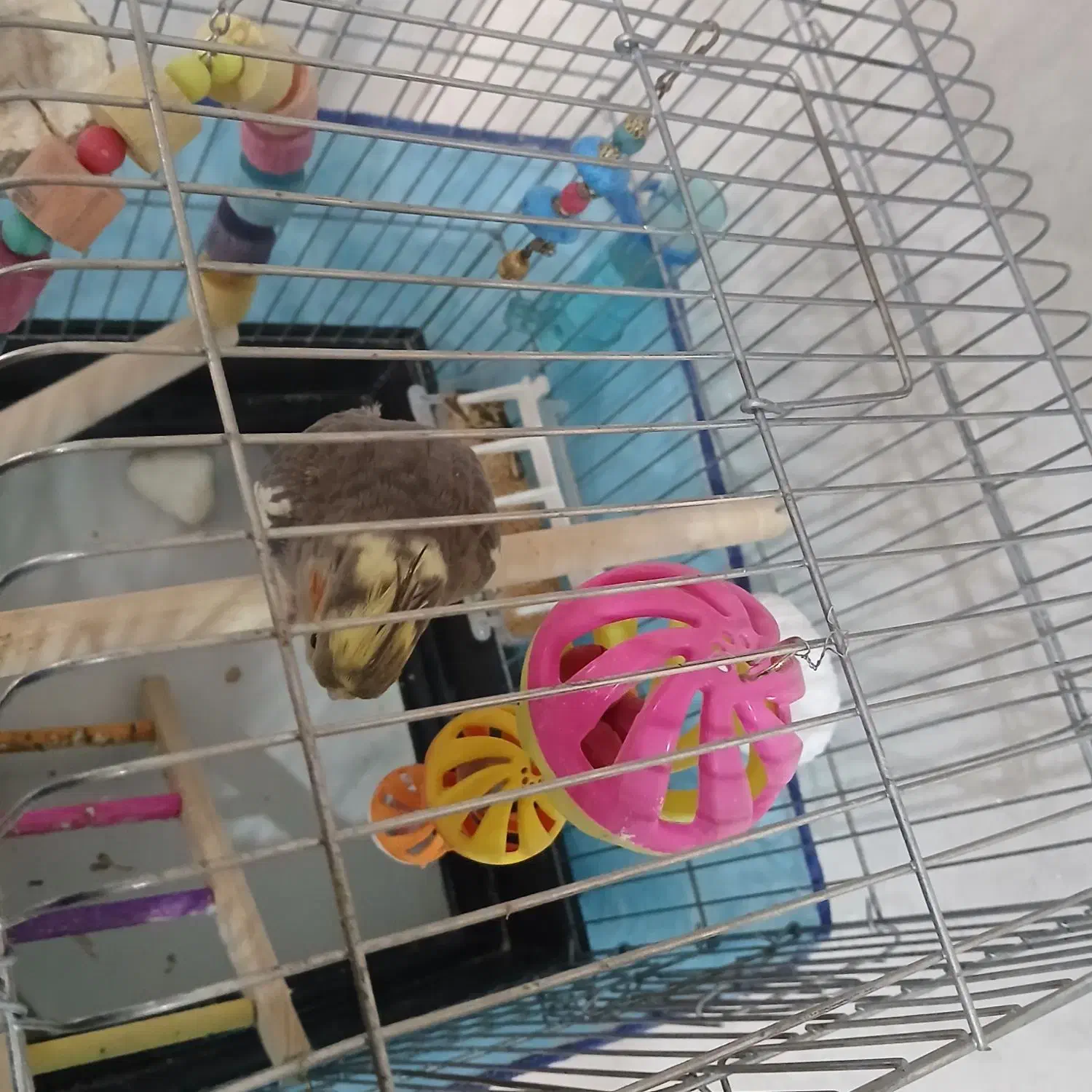 فروش|پرنده|شهریار, کهنز|دیوار