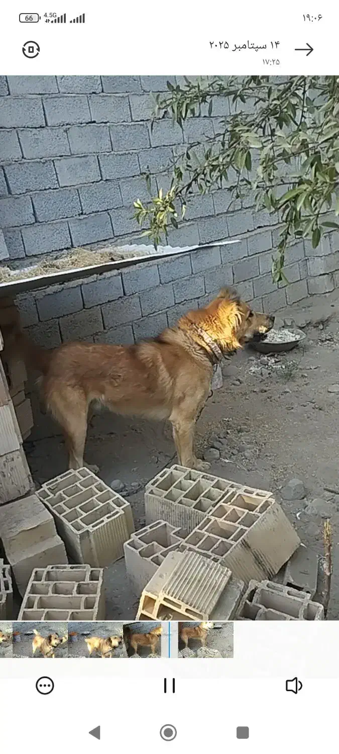 سگ سرابی|سگ|آذرشهر, |دیوار