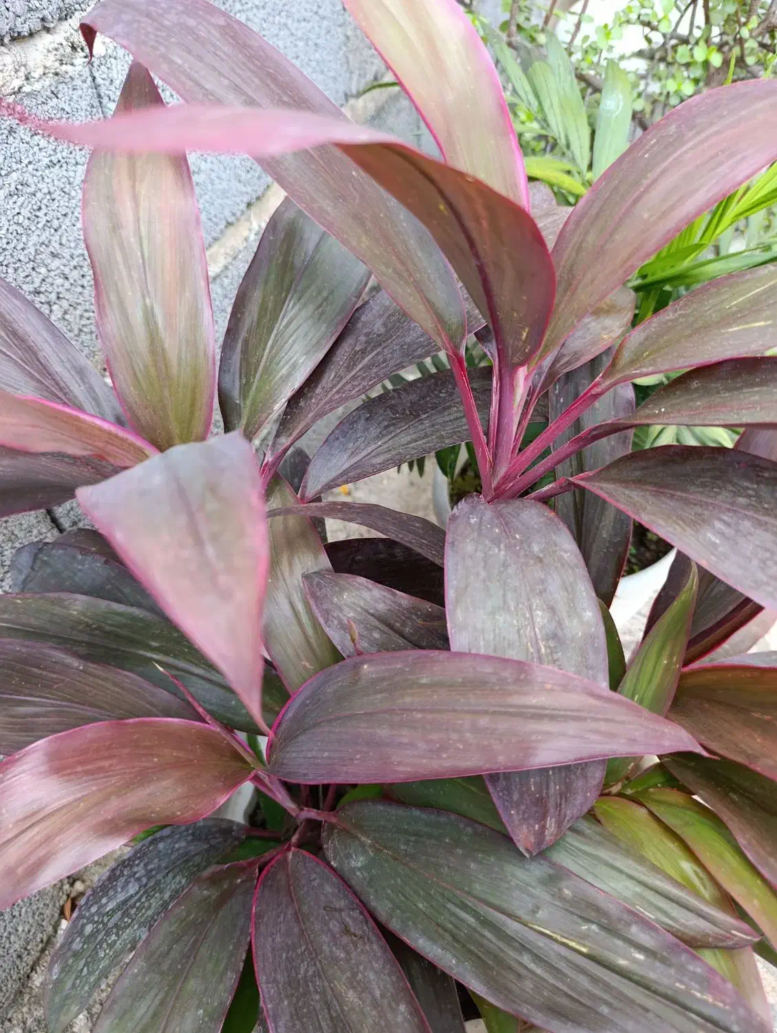 گل کردلین|گل و گیاه طبیعی|رشت, حومه رشت|دیوار