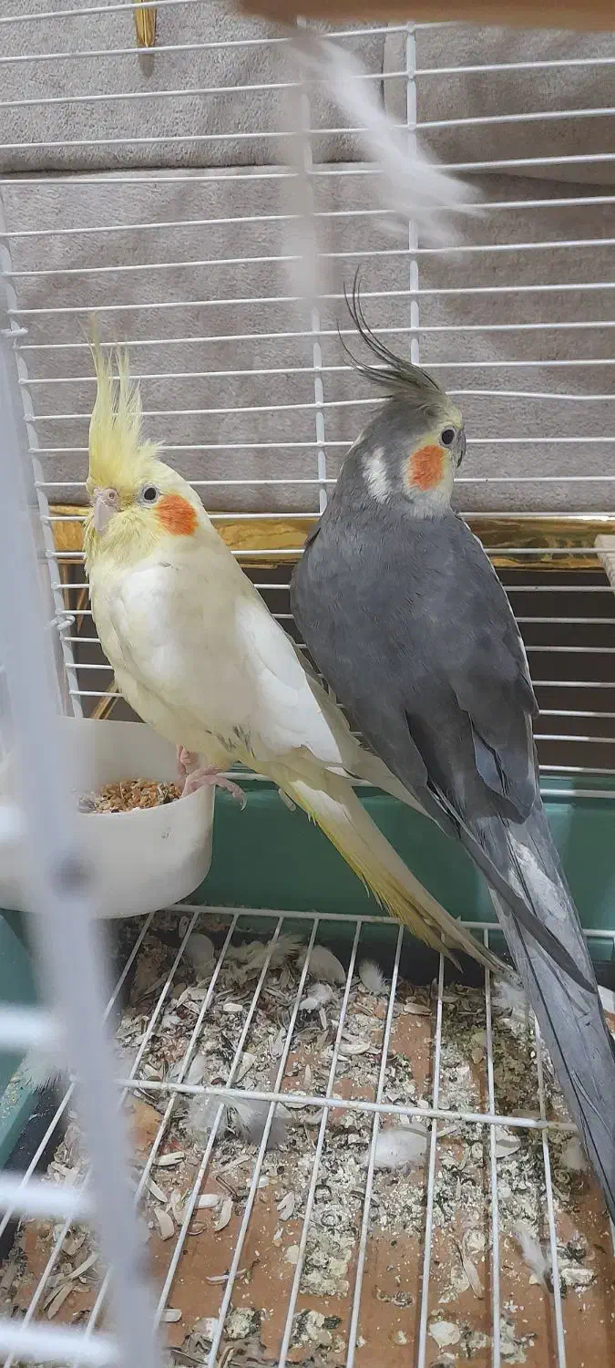 عروس هلندی|پرنده|بردسیر, |دیوار