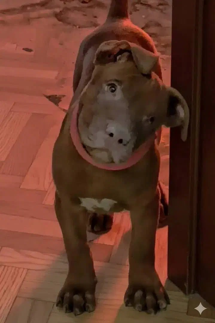 توله پیتبول اورجینال|سگ|تهران, پامنار|دیوار