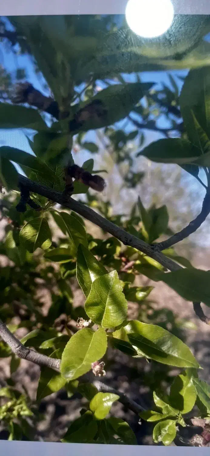 زمین کشاورزی بادام|فروش زمین و ملک کلنگی|ایلخچی, |دیوار