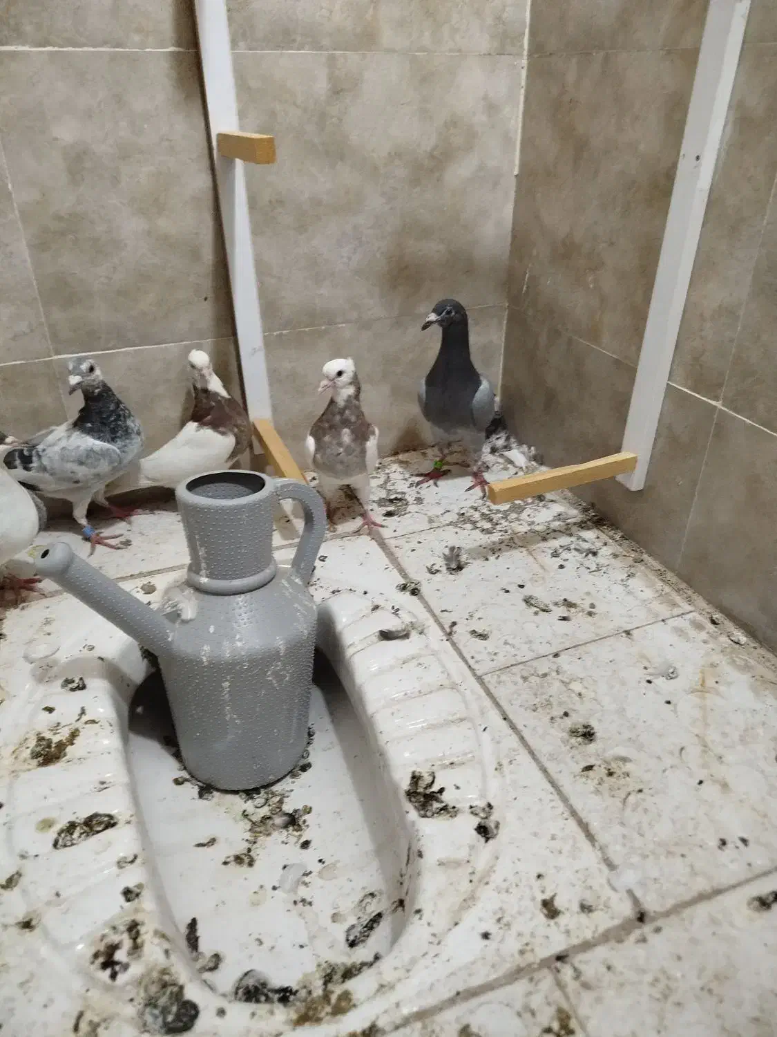 پرشی|پرنده|سبزوار, شرق کال جنوبی (شمس آبادی)|دیوار