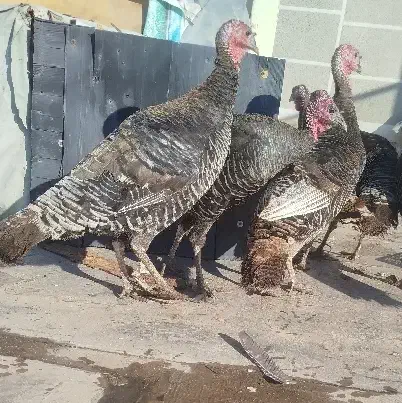 بوقلمون اورگانیک (طبیعی) جوان و چاق|حیوانات مزرعه|ماکو, |دیوار