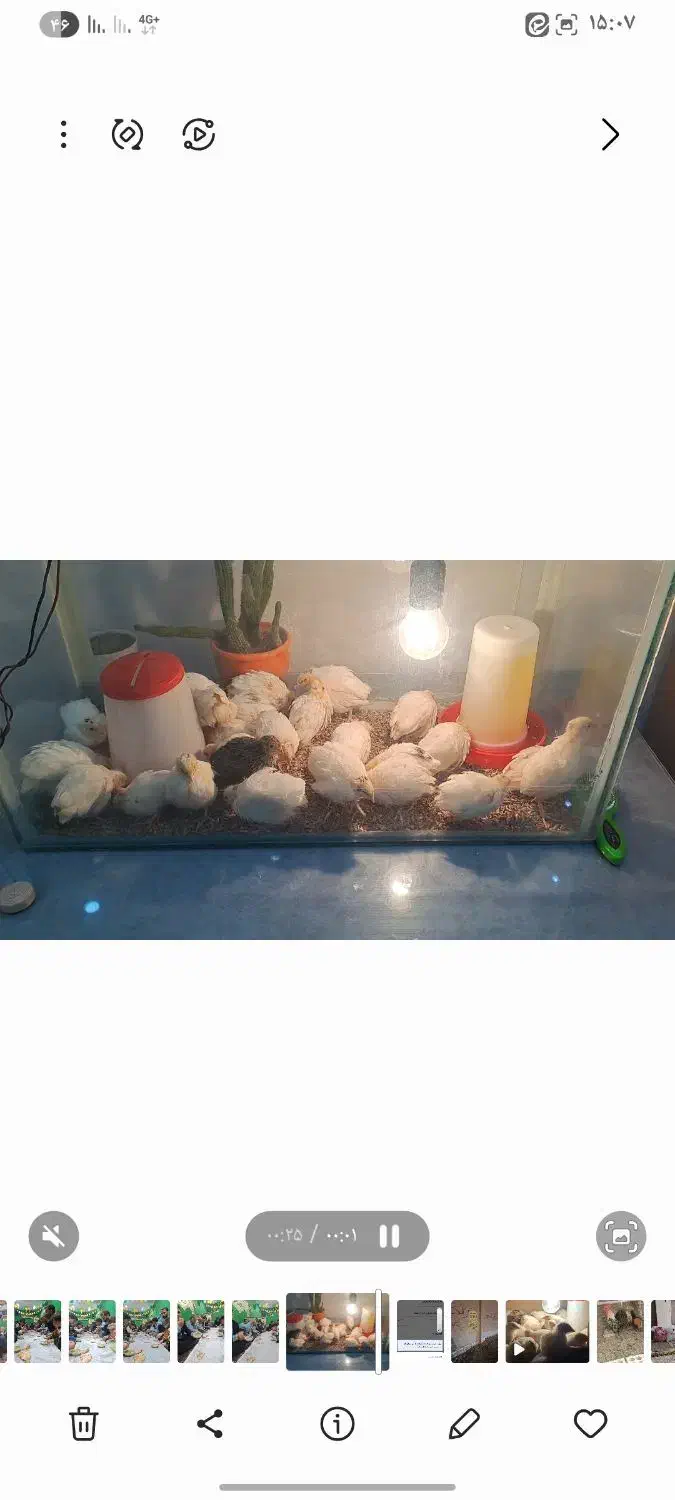 بلدرچین|ماهی|یزد, |دیوار