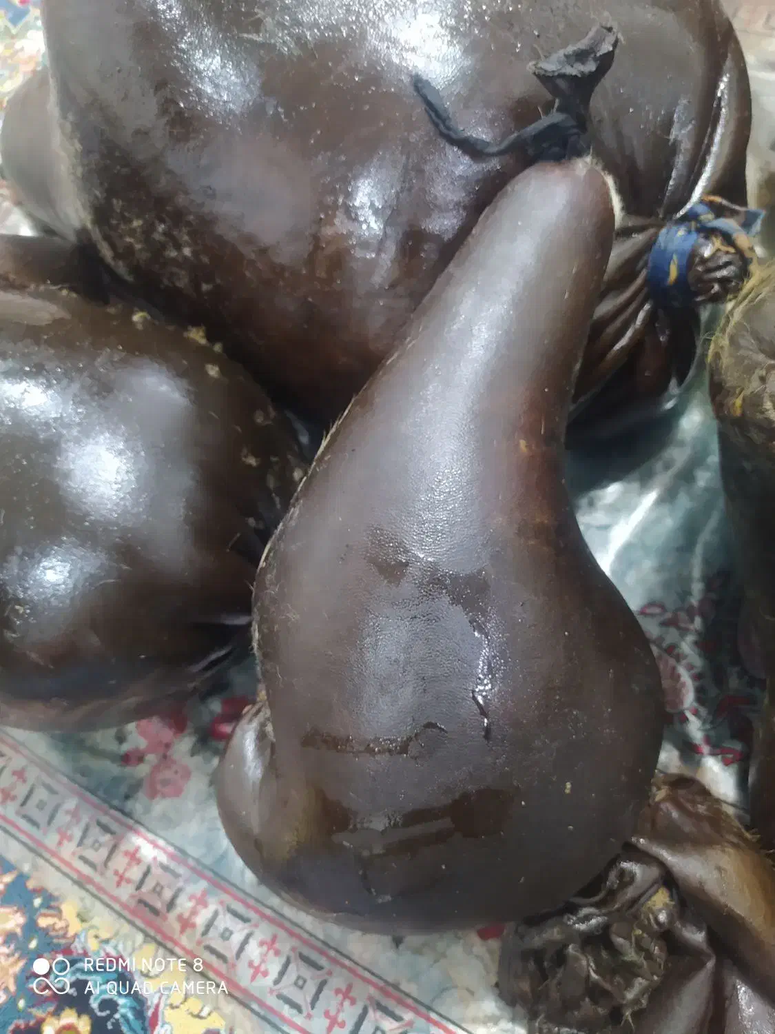 هیزه گوسفندی تازه به شرط|ظروف نگهدارنده، پلاستیکی، یکبارمصرف|ایلام, |دیوار