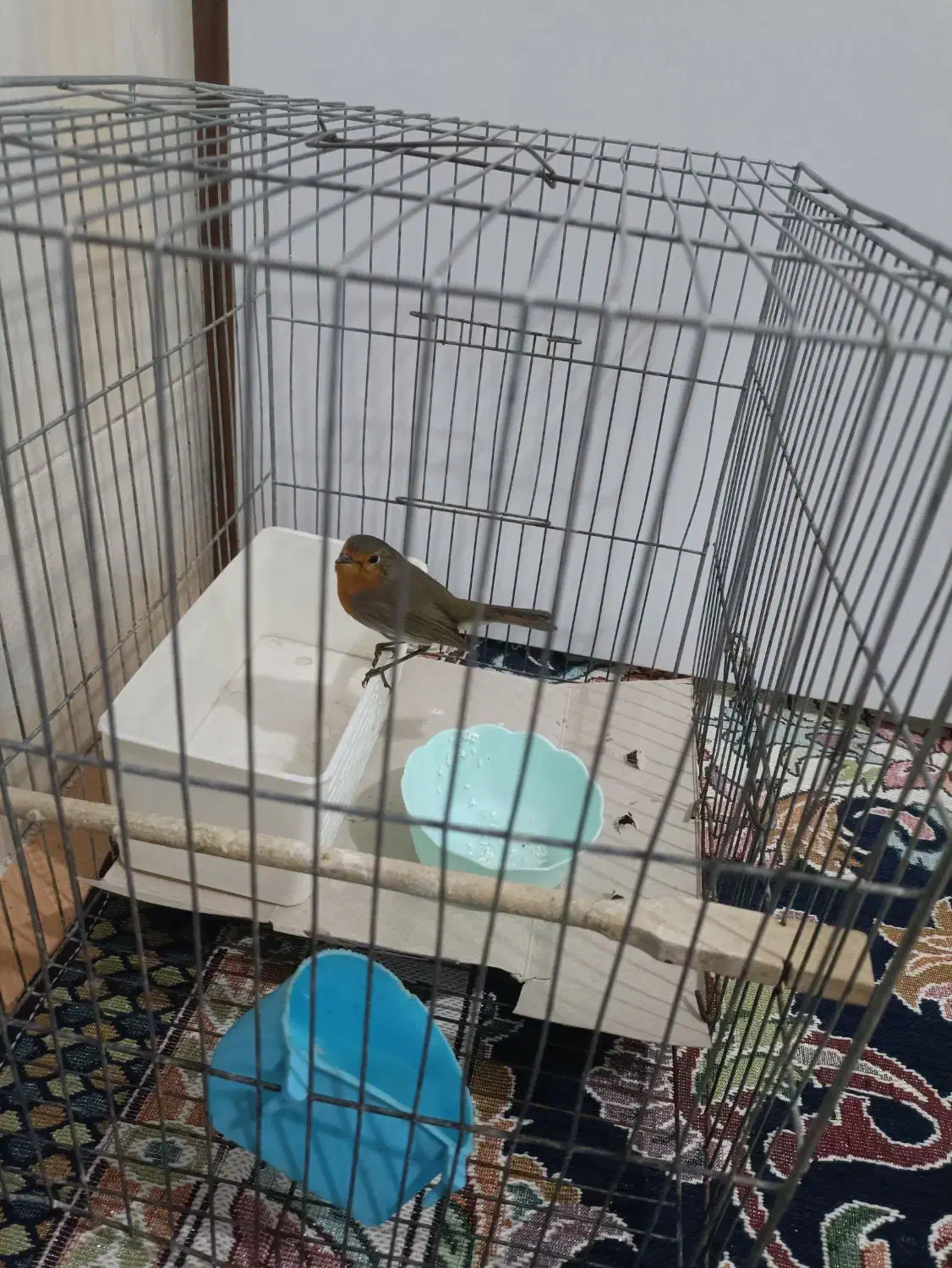 سهره|پرنده|پلدختر, |دیوار