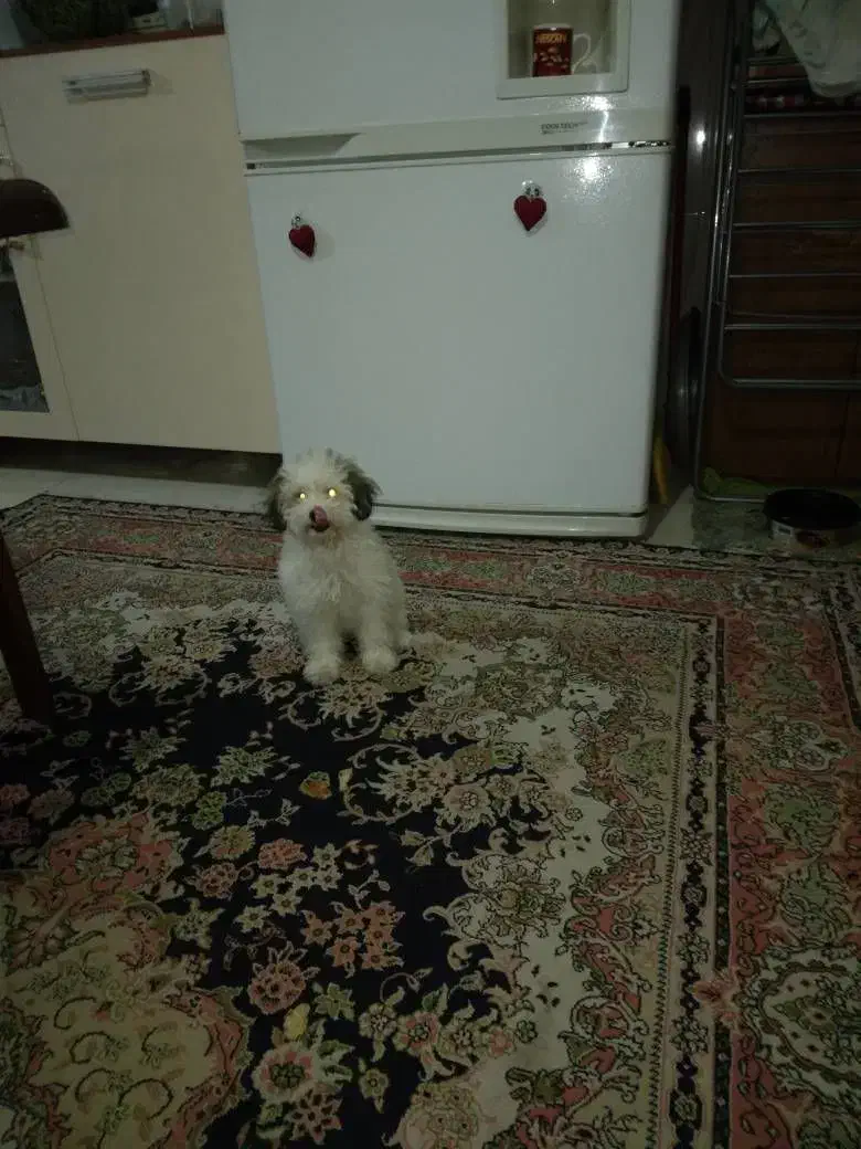 توله سگ|سگ|تهران, ائمه اطهار|دیوار