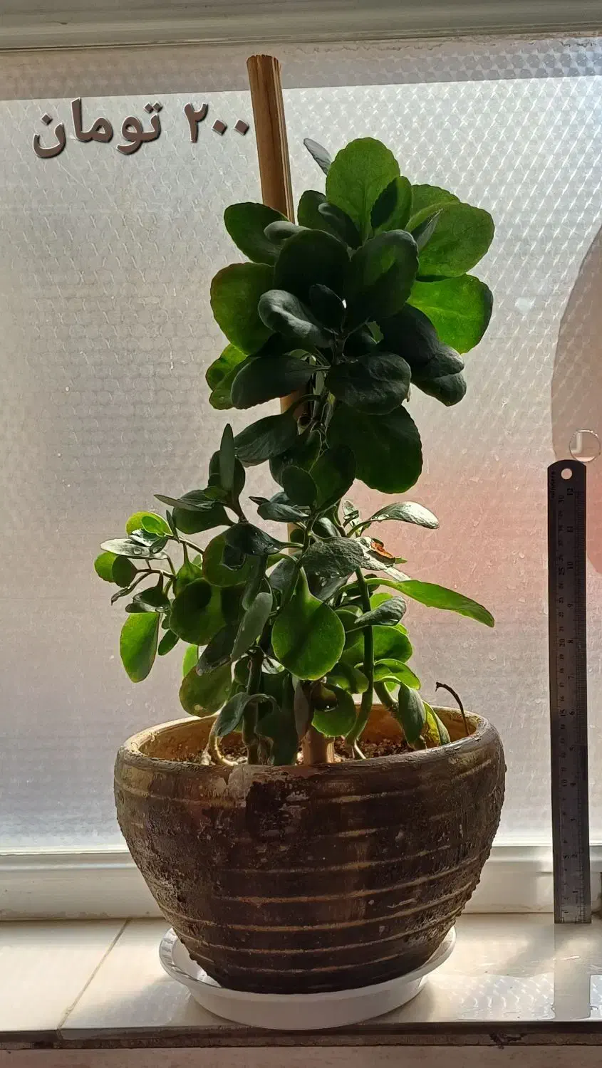 انواع گلدان‌های طبیعی سانسوریا پتوس قاشقی|گل و گیاه طبیعی|قم, شهدا|دیوار