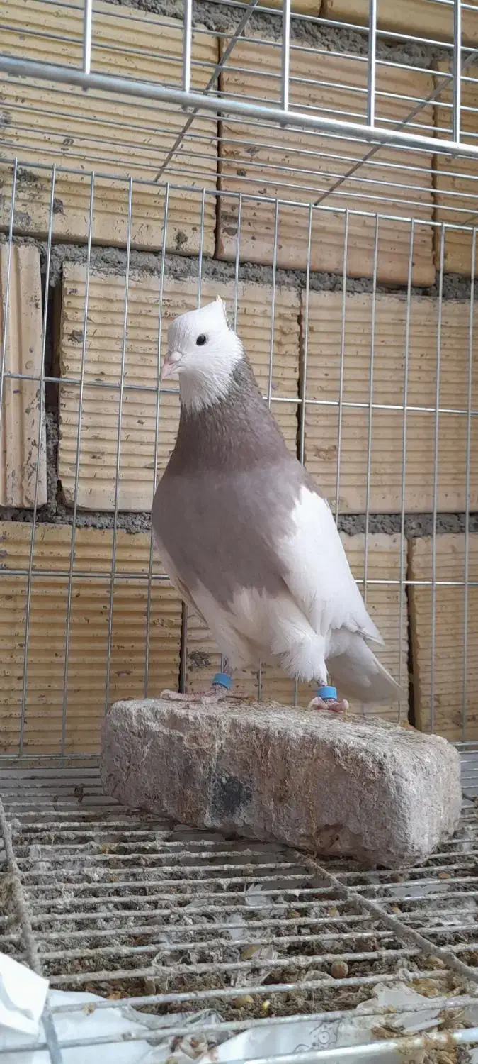 کبوتر طوقی|پرنده|کنگاور, |دیوار