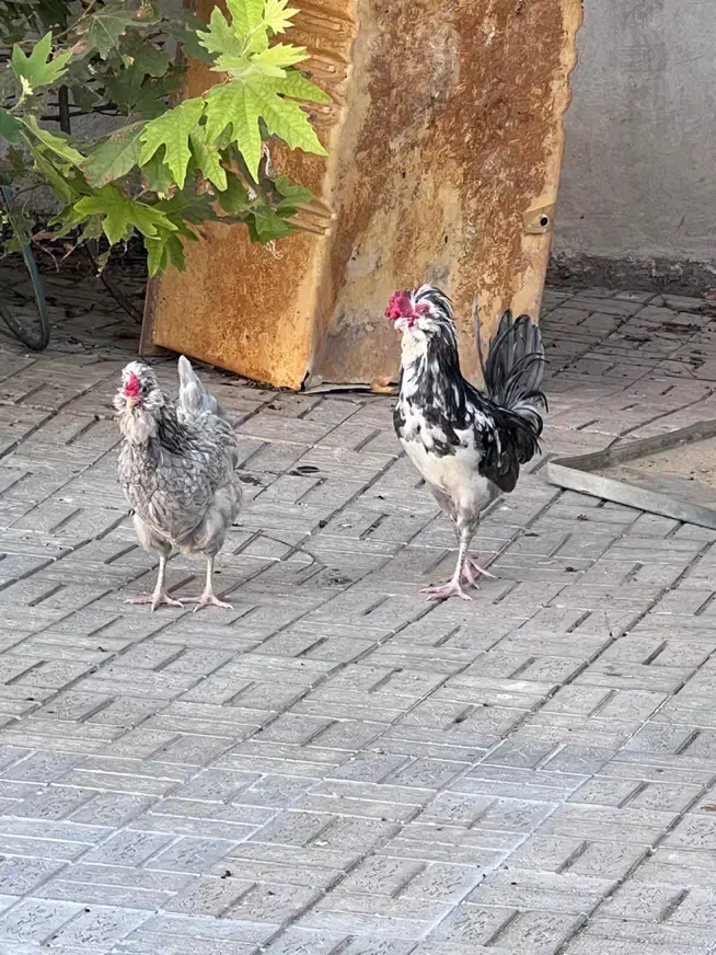 تخم مرغ گلین طوسی|حیوانات مزرعه|فیروزآباد (فارس), |دیوار