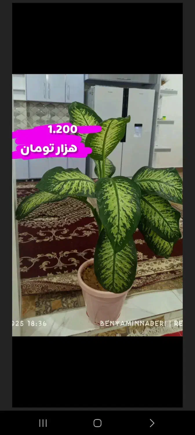 فروش گل|گل و گیاه طبیعی|ایذه, |دیوار