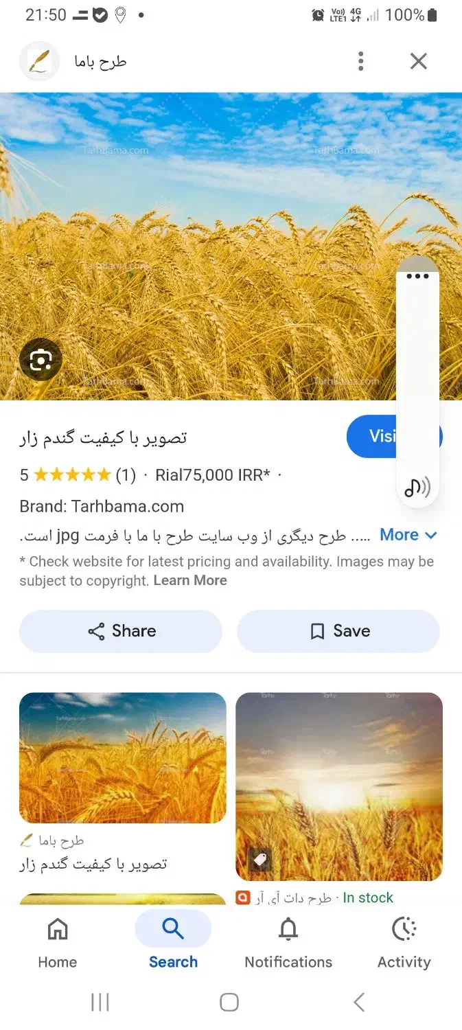 بذر گنم دیم|خوردنی و آشامیدنی|فامنین, |دیوار