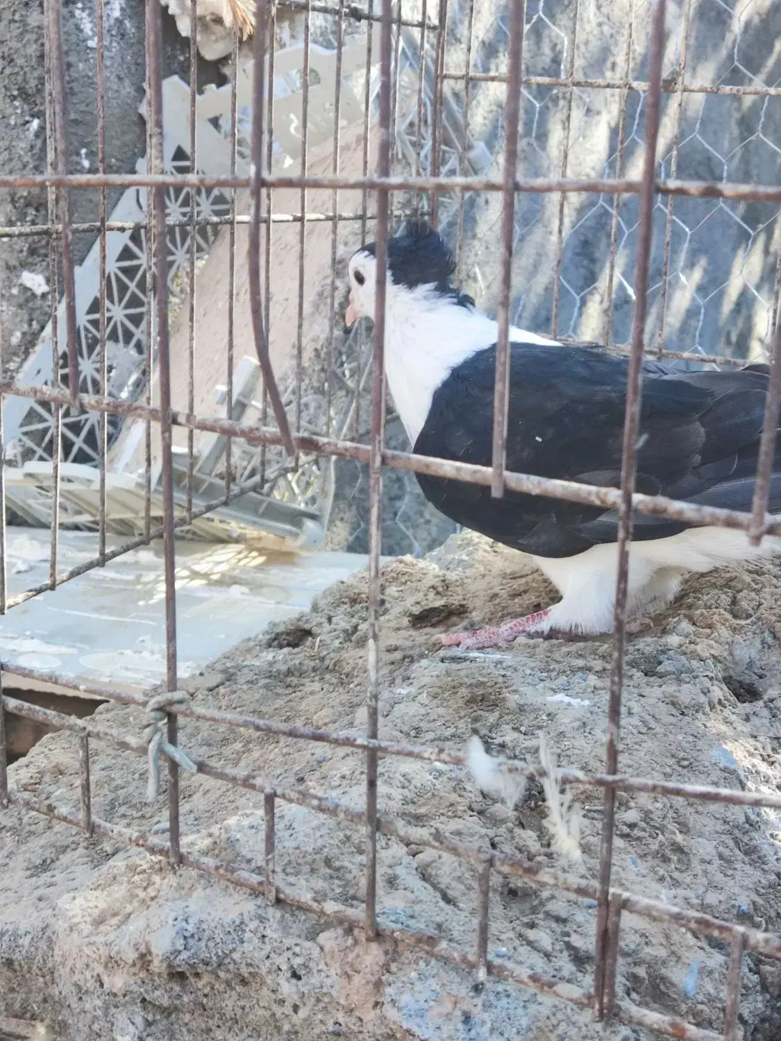 جوانه ساده کاکلی افشون|پرنده|تربتحیدریه, آغوی|دیوار