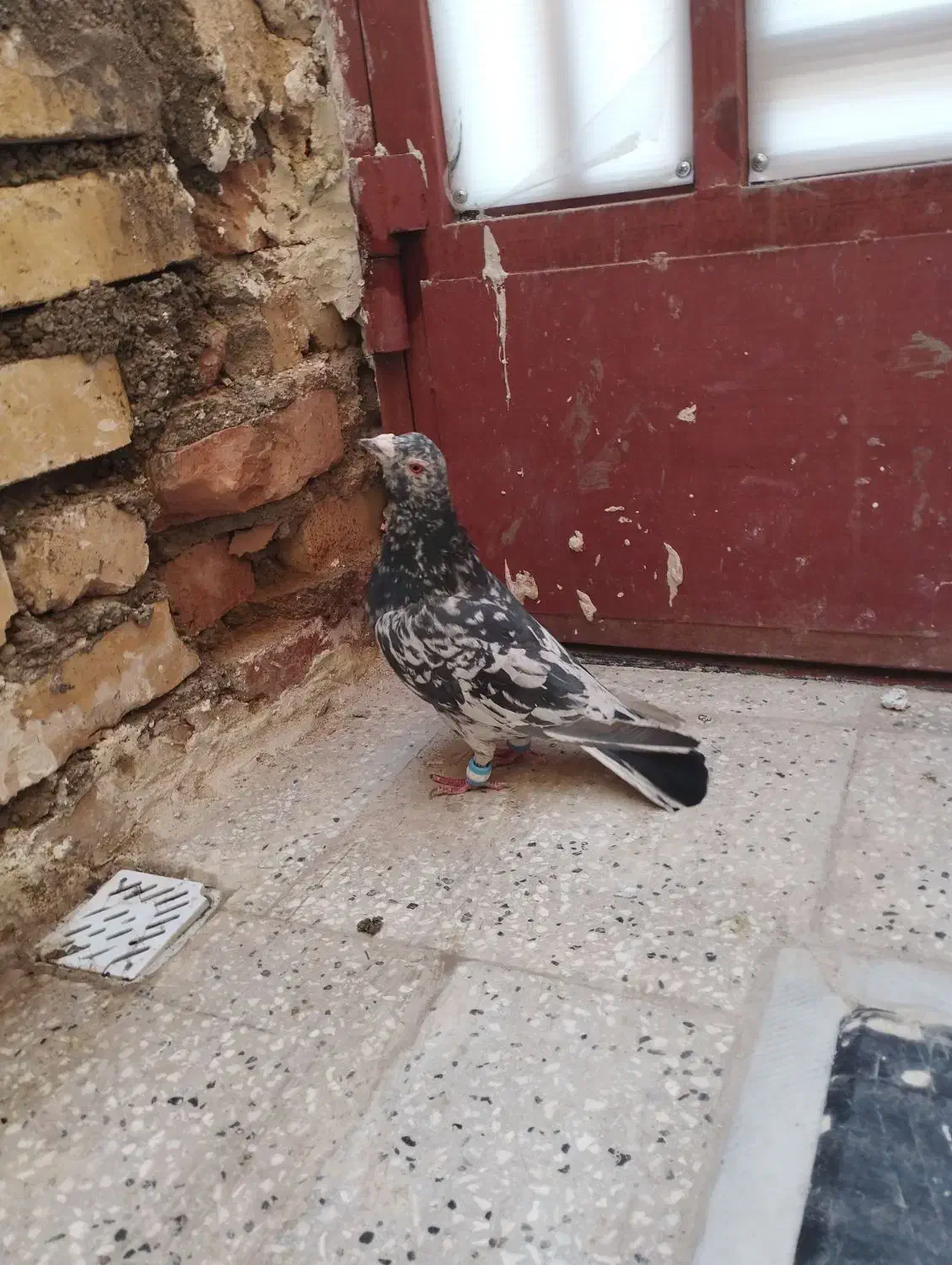 کفتر|پرنده|کاشمر, |دیوار