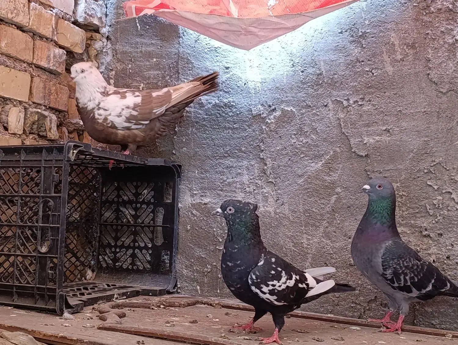 کبوتر|پرنده|سوسنگرد, |دیوار